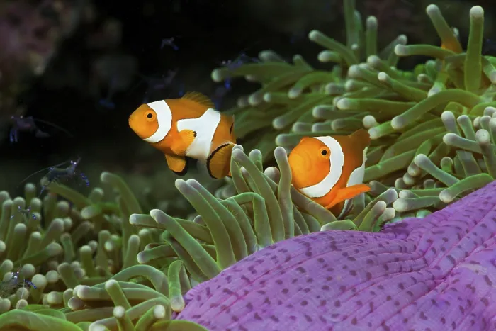 Framed Print : Orange skunk clownfish in magnificent anemone