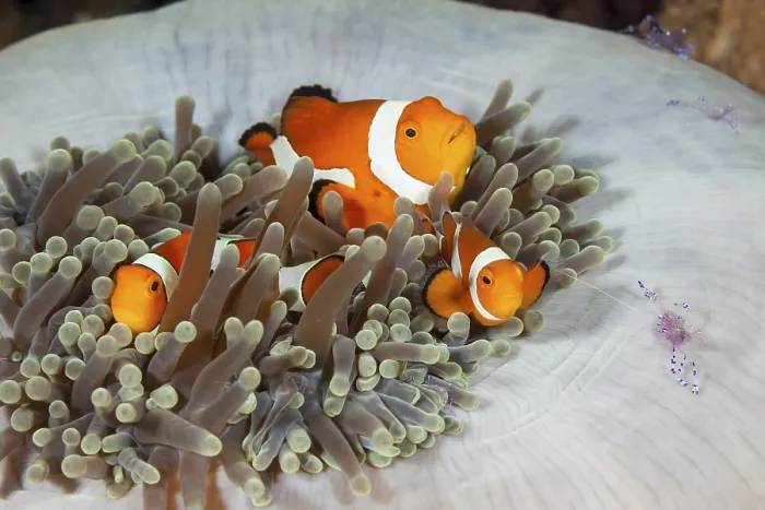 Framed Print : Orange skunk clownfish in splendour anemone