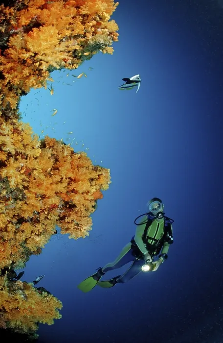 Framed Print : Orange soft corals and divers, Alcyonaria