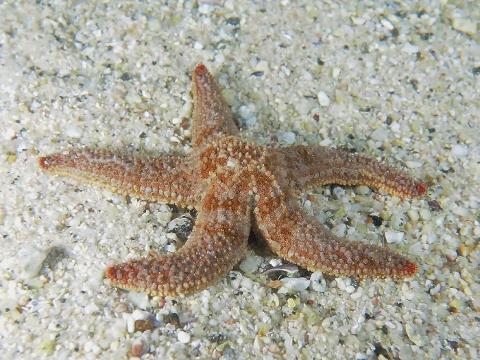 Framed Print : Orange spiny starfish (Marthasterias africana) Smooth morphotype on a sandy seabed Framed Print : Orange spiny starfish (Marthasterias africana) Smooth morphotype on a sandy seabed