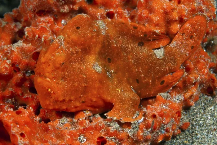 Framed Print : Orange-spotted frogfish (Antennarius pictus)