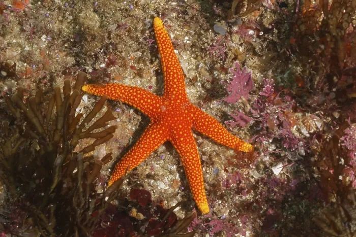 Framed Print : Orange starfish (Austrofromia schultzei)