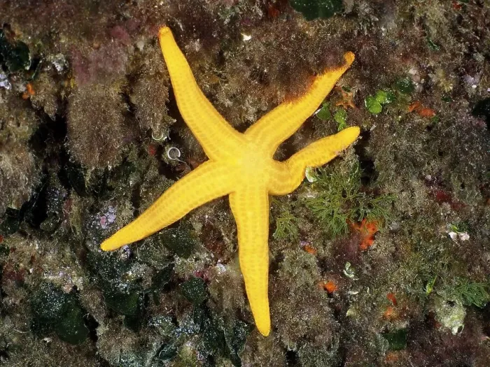 Framed Print : Orange starfish (Hacelia attenuata) Framed Print : Orange starfish (Hacelia attenuata)
