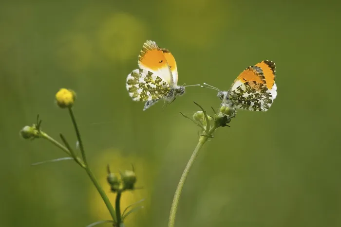 Framed Print : Two orange tip (Anthocharis cardamines) Framed Print : Two orange tip (Anthocharis cardamines)