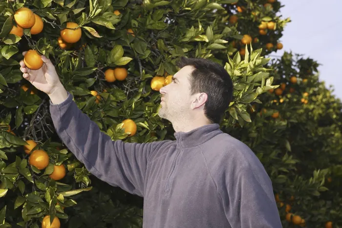 Framed Print : Orange tree field male farmer harvest picking fruits in mediterranean Spain