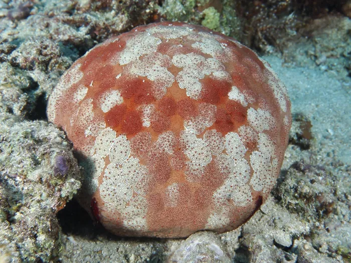 Framed Print : Orange and white cushion starfish (Culcita novaeguineae) with a unique pattern on the seabed