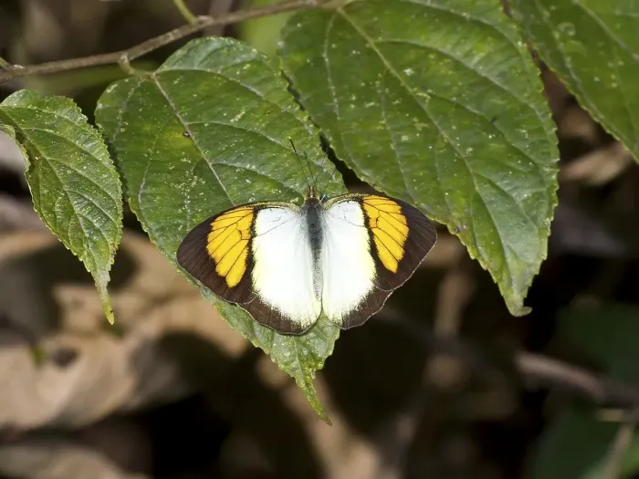 Framed Print : Orange yellow tip (Ixia pyrene)
