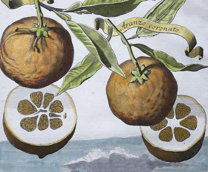 Framed Print : Oranges, aranzo coronato, Arango hermaphrodito coronato Framed Print : Oranges, aranzo coronato, Arango hermaphrodito coronato