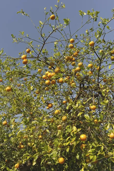 Framed Print : Oranges on tree, India