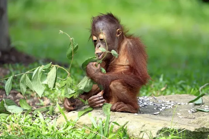 Framed Print : Orangutan (Pongo pygmaeus), eating young Framed Print : Orangutan (Pongo pygmaeus), eating young