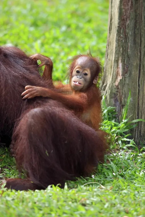 Framed Print : Orangutan (Pongo pygmaeus), young animal on the mother's back