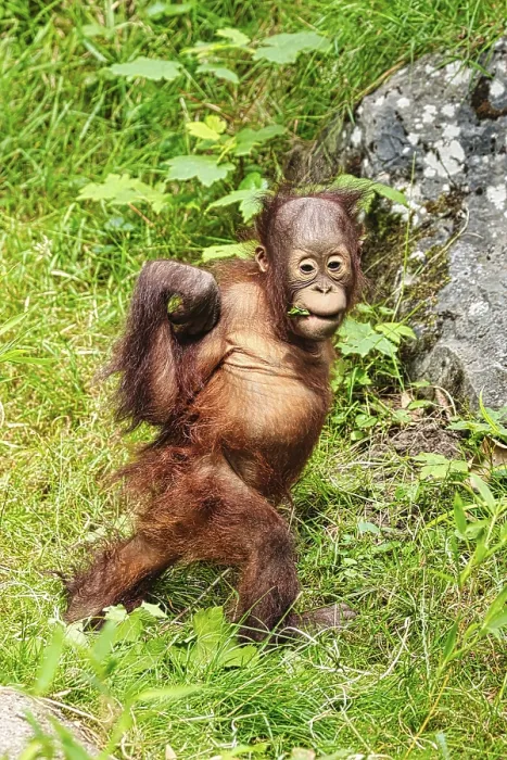 Framed Print : Orangutan (Pongo), young animal, captive Framed Print : Orangutan (Pongo), young animal, captive
