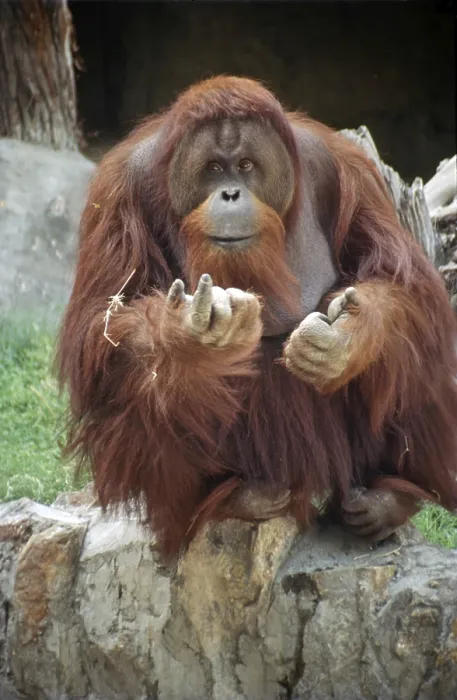 Framed Print : Orangutans (Pongo pygmaeus), delhi zoo, india