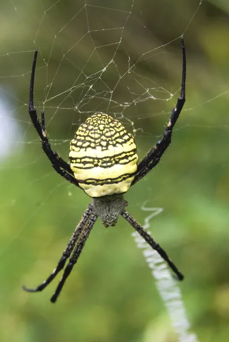 Framed Print : Orb weaver spider at omkar hills