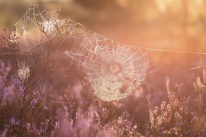 Framed Print : An orb-weaver spider web in heath Framed Print : An orb-weaver spider web in heath