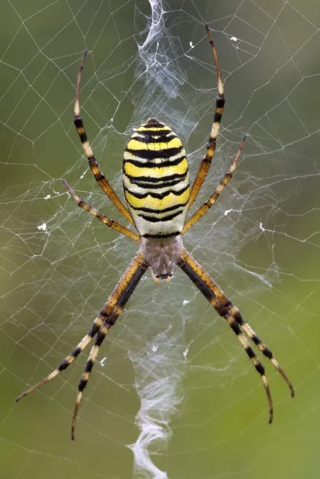 Framed Print : Orb-weaving Spider (Argiope bruennichi), Burgenland, Austria, Europe Framed Print : Orb-weaving Spider (Argiope bruennichi), Burgenland, Austria, Europe