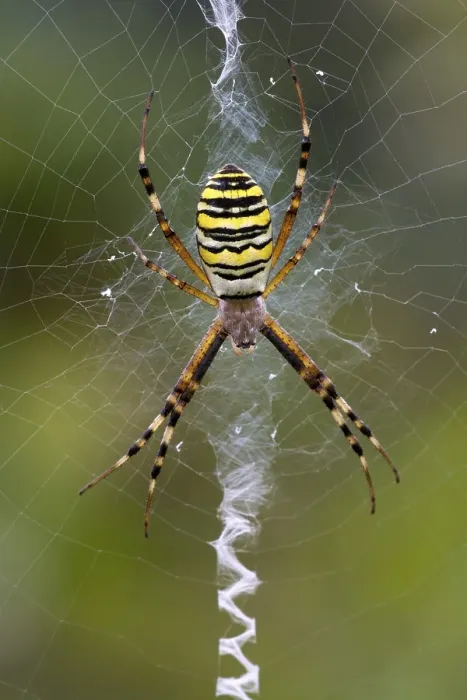 Framed Print : Orb-weaving Spider (Argiope bruennichi)