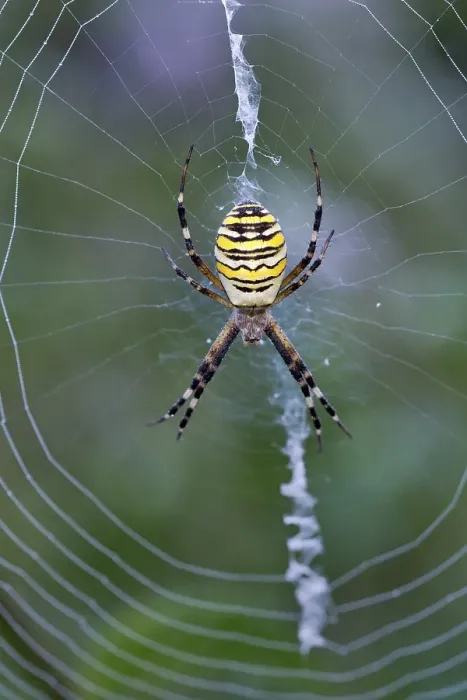 Framed Print : Orb-web spider (Argiope bruennichi) in its web, Limbach, Burgenland, Austria, Europe Framed Print : Orb-web spider (Argiope bruennichi) in its web, Limbach, Burgenland, Austria, Europe