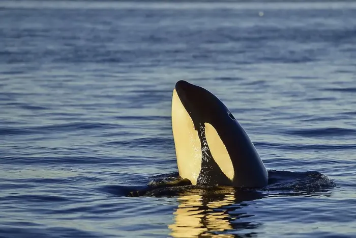 Framed Print : Orca or killer whale (Orcinus orca)