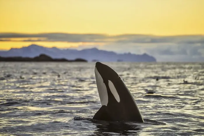 Framed Print : Orca (Orcinus orca) looking out of the water Framed Print : Orca (Orcinus orca) looking out of the water