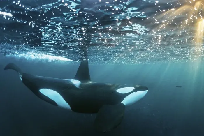 Framed Print : Orca (Orcinus orca) below the water surface