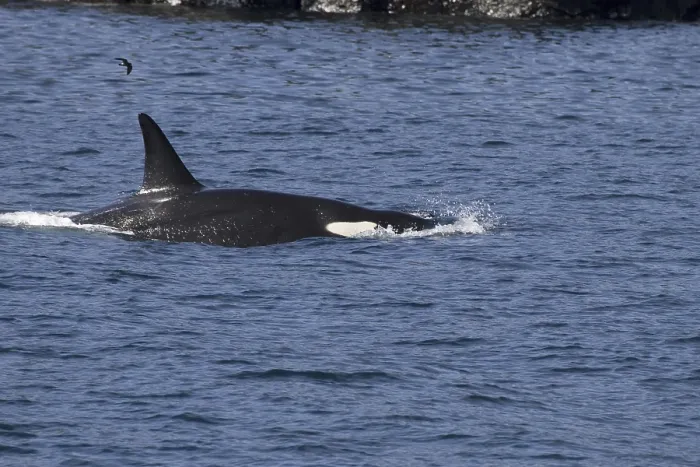 Framed Print : Orca whale (Orcinus orca) at sea, Galapagos