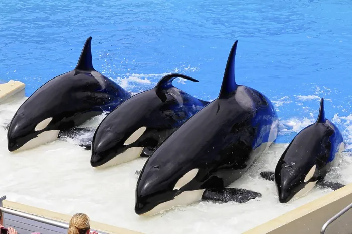 Framed Print : Four orcas (Orcinus orca), are at the edge of a pool and create movement with their fins in the water Framed Print : Four orcas (Orcinus orca), are at the edge of a pool and create movement with their fins in the water