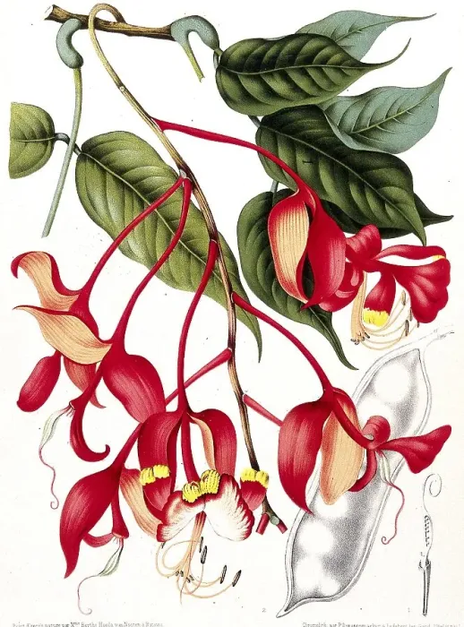 Framed Print : Orchid tree, Pride of Burma, toha tree (Amherstia nobilis) Framed Print : Orchid tree, Pride of Burma, toha tree (Amherstia nobilis)