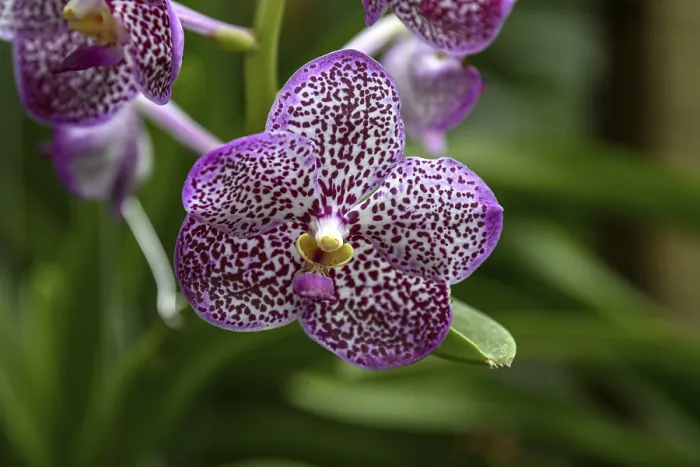 Framed Print : Orchid in Uncle Niyom's orchid garden Framed Print : Orchid in Uncle Niyom's orchid garden