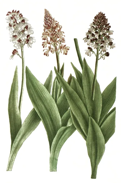 Framed Print : Orchids from the genus Orchis cynosorchis Framed Print : Orchids from the genus Orchis cynosorchis