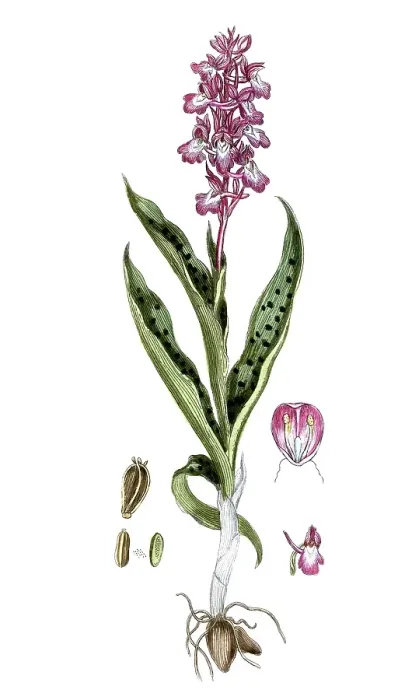 Framed Print : Orchis mascula, Orchis mascula