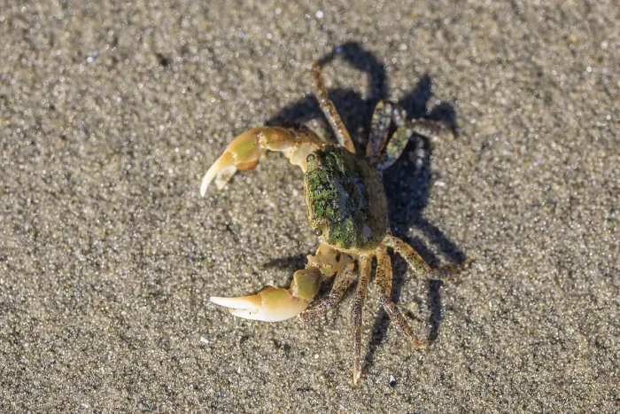 Framed Print : Oregon Shore Crab (Hemigrapsus oregonensis) on a sandy beach