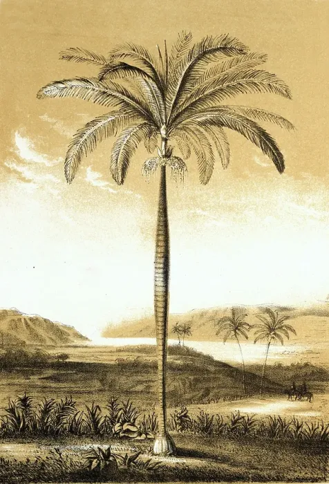 Framed Print : Oreodoxa regia, Cuba, royal palm, Roystonea regia, plant and flower, digitally reworked reproduction of an original from the 19th century, Central America Framed Print : Oreodoxa regia, Cuba, royal palm, Roystonea regia, plant and flower, digitally reworked reproduction of an original from the 19th century, Central America