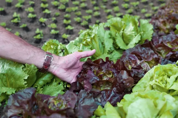 Framed Print : Organic farmer holds his lettuce in his hand Framed Print : Organic farmer holds his lettuce in his hand
