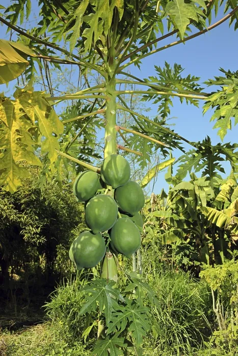 Framed Print : Organic farming of papaya Nemawar Madhya Pradesh India Framed Print : Organic farming of papaya Nemawar Madhya Pradesh India