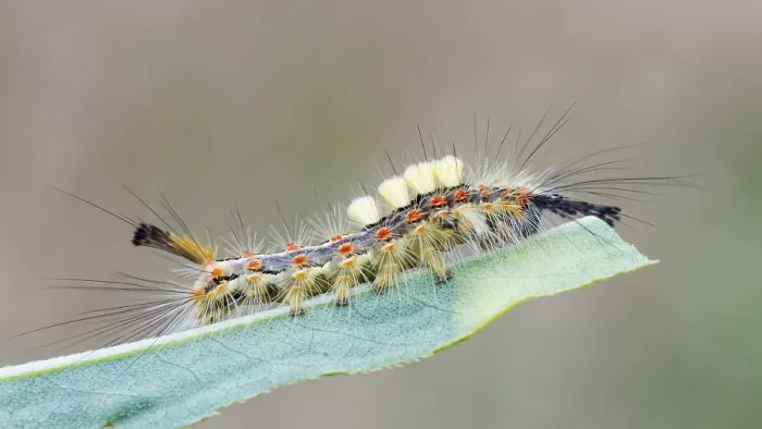 Framed Print : Orgyia antiqua - Rusty Tussock Moth - Schlehen-Buerstenspinner