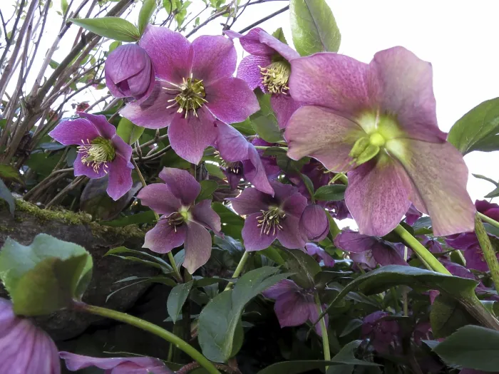 Framed Print : Oriental hellebore (Helleborus orientalis)