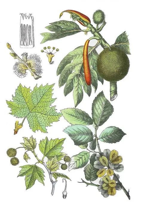 Framed Print : Oriental plane tree, Platanus orientalis (below and centre left)
