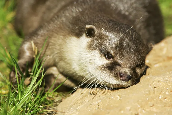 Framed Print : Oriental small-clawed otter (Amblonyx cinereus) Framed Print : Oriental small-clawed otter (Amblonyx cinereus)
