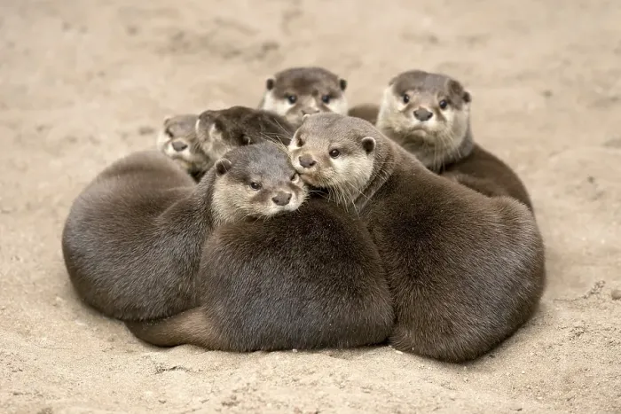 Framed Print : Oriental small clawed otter (Aonyx cinerea)