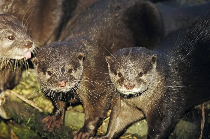 Framed Print : Oriental Small-clawed Otter (Aonyx cinerea)