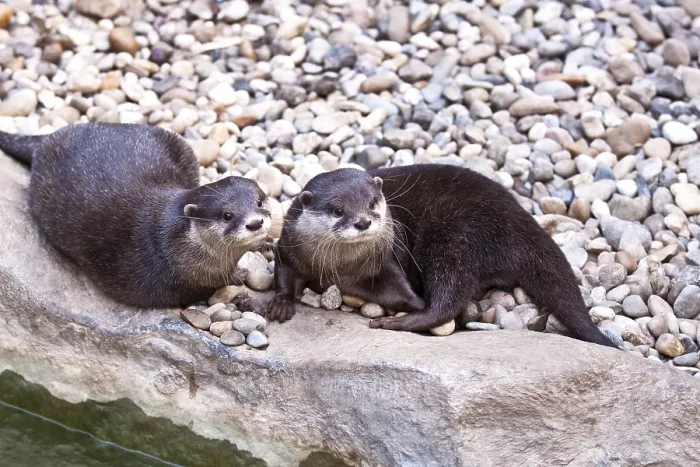 Framed Print : Oriental small-clawed otter (Aonyx cinerea)