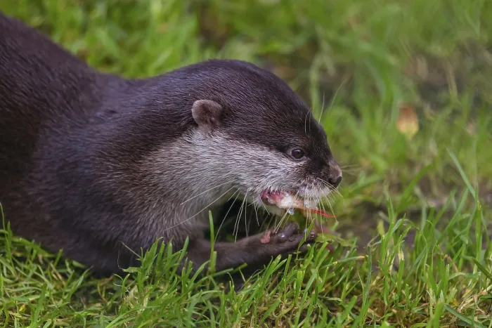 Framed Print : One oriental small-clawed otter or Asian small-clawed otter (Aonyx cinerea)