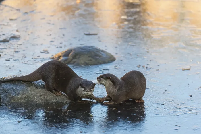Framed Print : Two oriental small-clawed otter or Asian small-clawed otter (Aonyx cinerea)