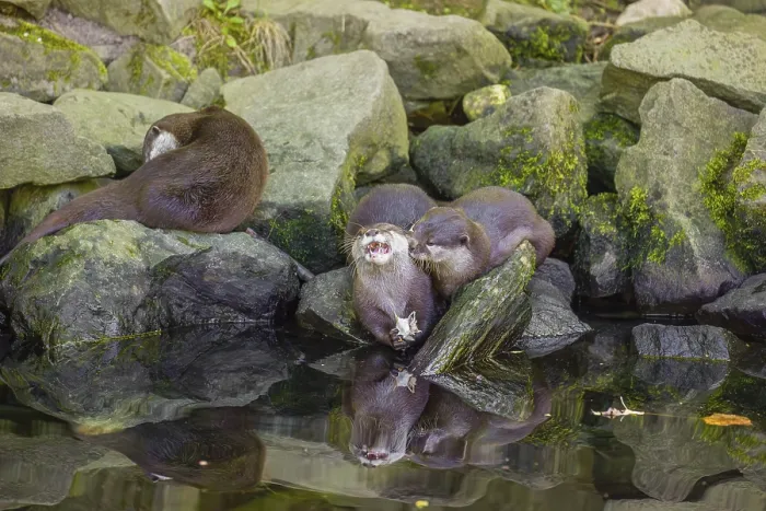 Framed Print : Three oriental small-clawed otter or Asian small-clawed otter (Aonyx cinerea) are standing on a rocky shore