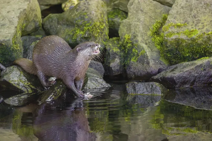 Framed Print : An oriental small-clawed otter or Asian small-clawed otter (Aonyx cinerea) stands on a rocky shore and eats a fish