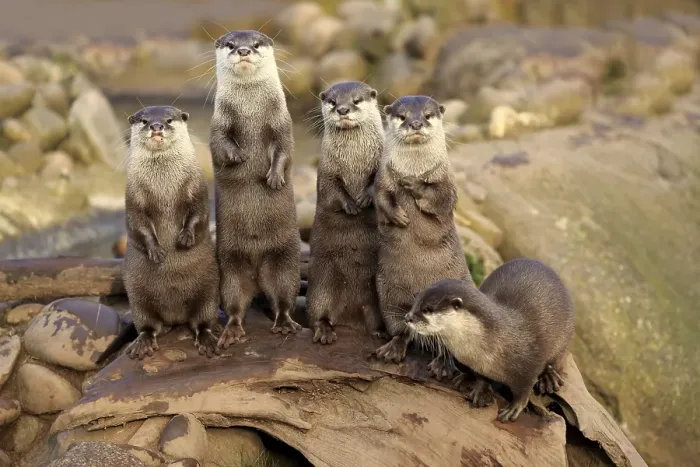 Framed Print : Oriental small-clawed otters or Asian small-clawed otters (Amblonyx cinerea)