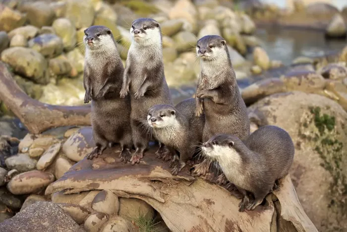 Framed Print : Oriental small-clawed otters or Asian small-clawed otters (Amblonyx cinerea) Framed Print : Oriental small-clawed otters or Asian small-clawed otters (Amblonyx cinerea)