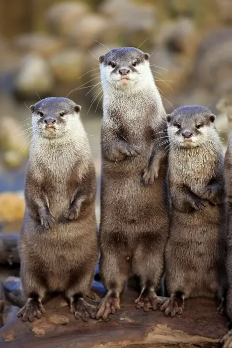 Framed Print : Oriental small-clawed otters or Asian small-clawed otters (Amblonyx cinerea)
