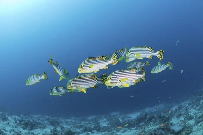 Framed Print : Oriental sweetlips, Plectorhinchus orientalis